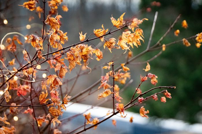 Photos 2018 – Photo 53 of 67
